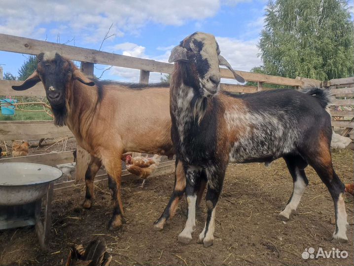 Козлы, козлята