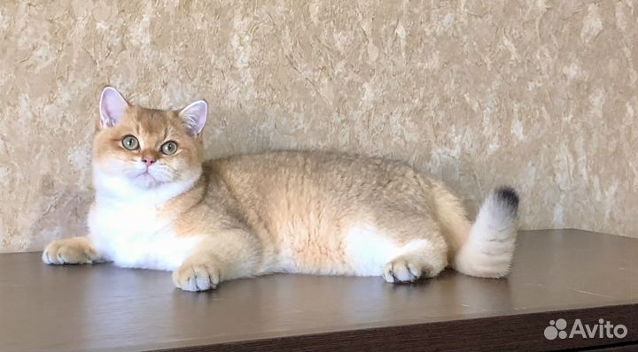 Котик золотая шиншилла