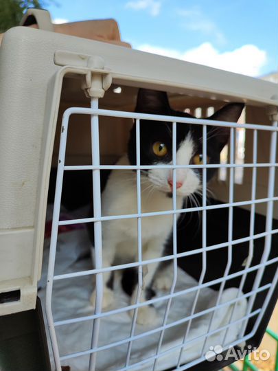 Софико ищет дом