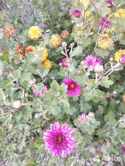 Хризантема