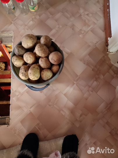 Картошка едовая