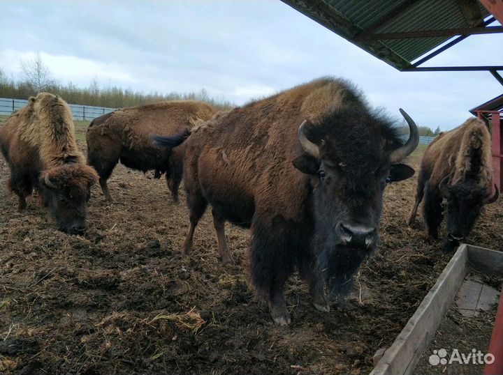 Продам навоз, перегной