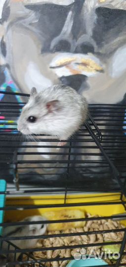 Джунгарский хомяк бесплатно