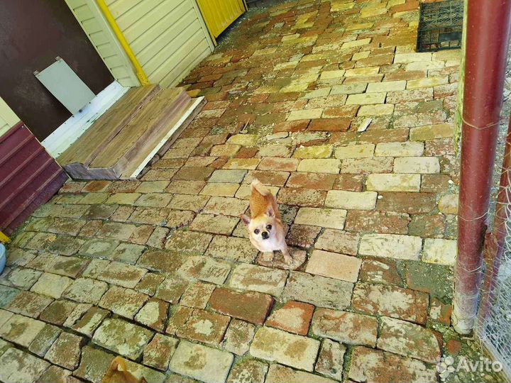 Мальчик Чихуахуа мини для вязки на выбор