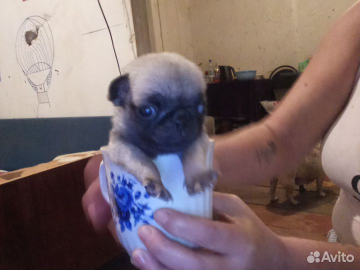 Щенки мопса