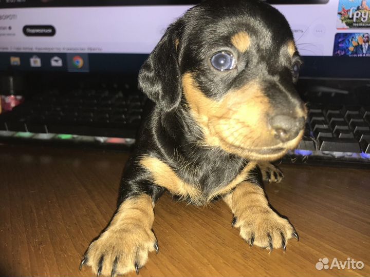 Кроличья такса