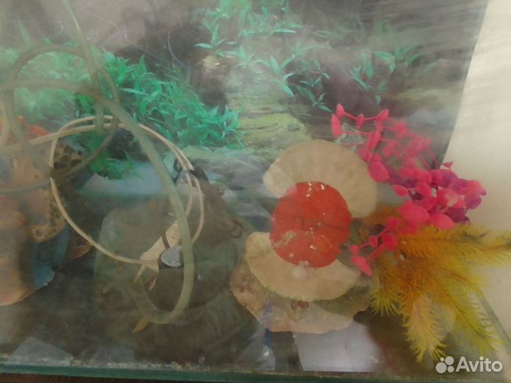 Аквариум