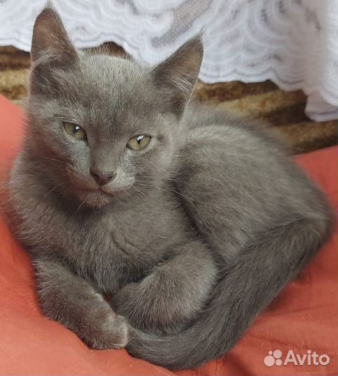 Кошки в добрые руки бесплатно