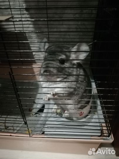 Шилла с клеткой