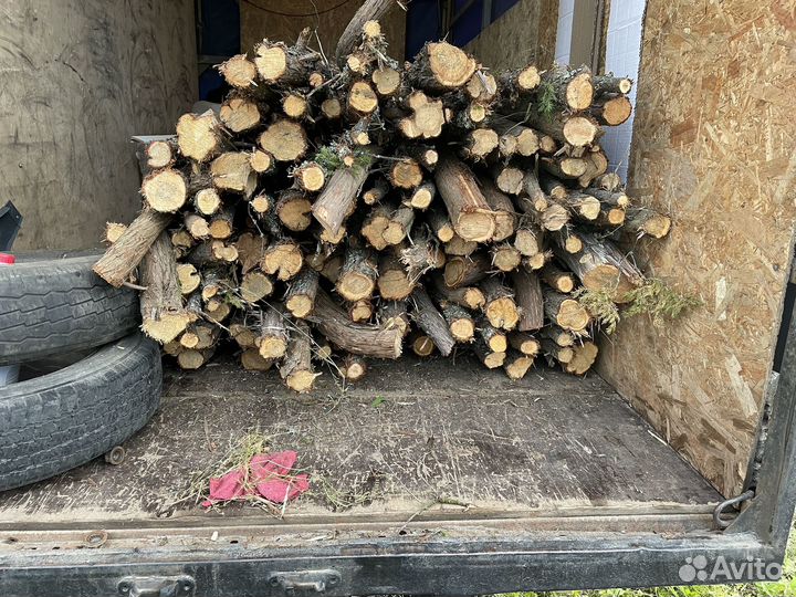 Стволы можевельника