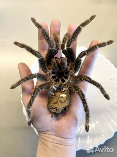 Выползок Lasiodora Parahybana Ласиодора Парахибана