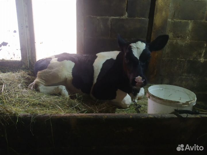 Телёнок тёлка