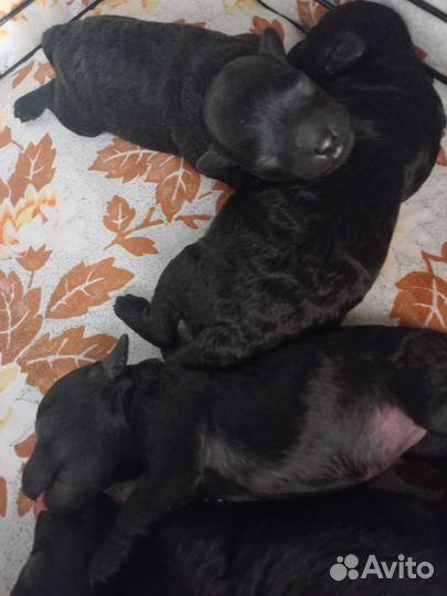 Той-пудель мини