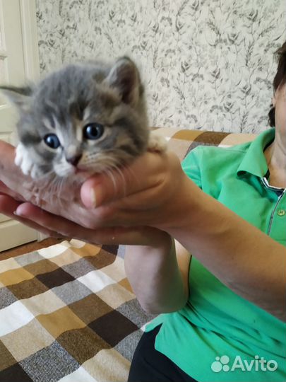 Отдам в хорошие руки котят