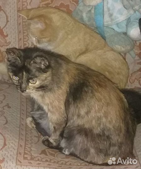 Котята в добрые руки.черненький мальчик