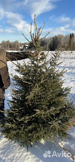 Ель новогодняя живая