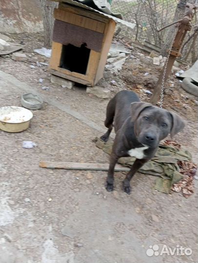 Питбуль вязка