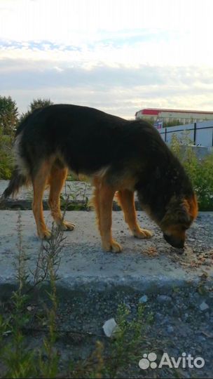 Пёс в добрые руки (кобель)