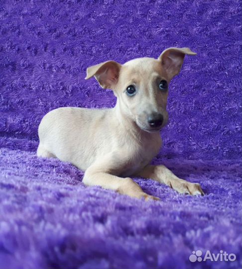 Щенки уиппета