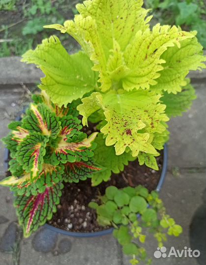 Колеусы вегетативные