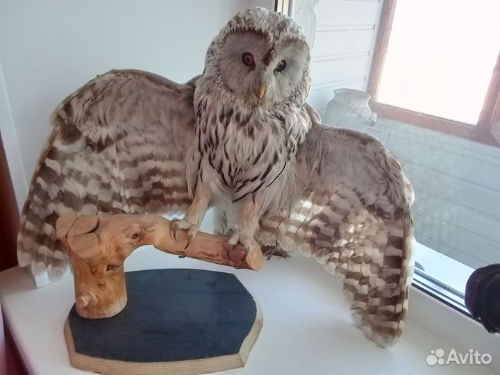 Чучело хищной птицы