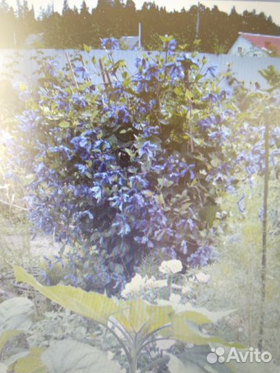 Клематис, синий, делила большой куст весной