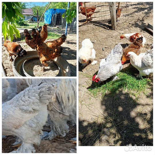 Молодые курочки брама