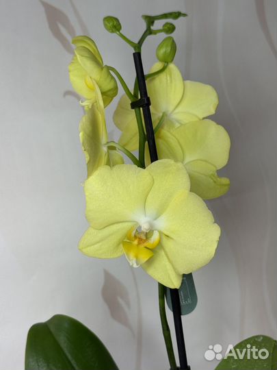 Орхидея фаленопсис