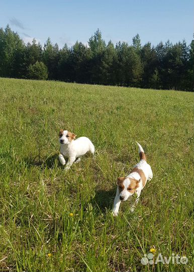 Щенок девочка джек рассел терьер гладкошерстный