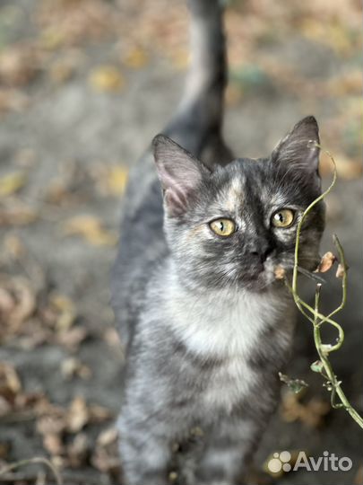 Котята в добрые руки бесплатно котенок девочка