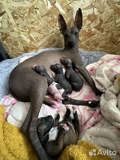 Щенки ксолоитцкуинтли