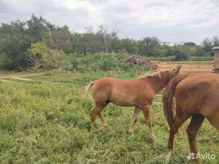 Продам жеребенка