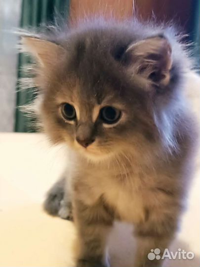 Кошечка