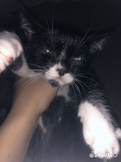 Котята в добрые руки бесплатно