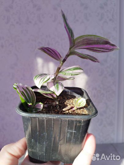 Традесканция нанук, розовая пантера, декабрист