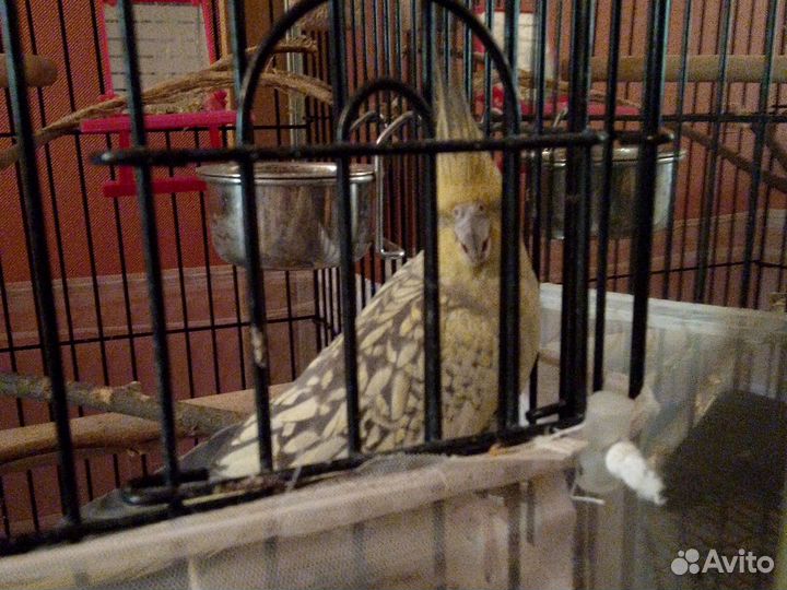 Попугай корелла с клеткой