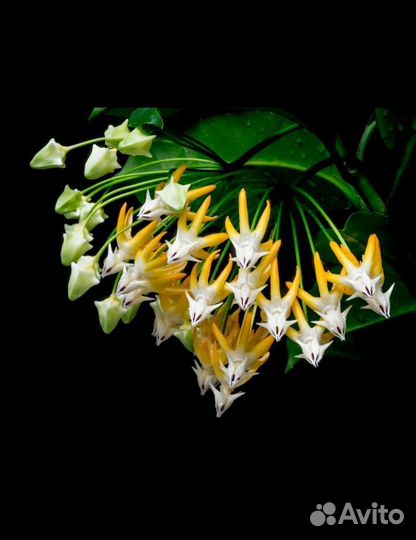 Хойя Мультифлора