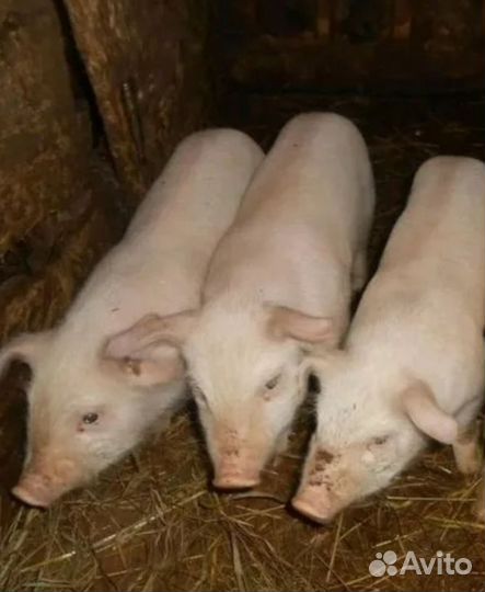 Поросята, 2 месяца
