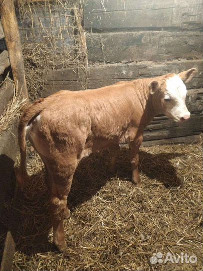 Бычки на откорм