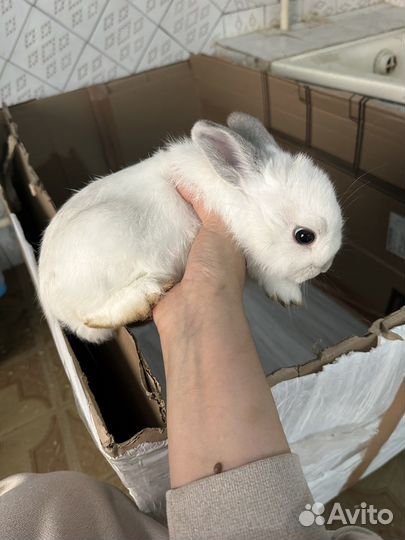 Малыши крольчата