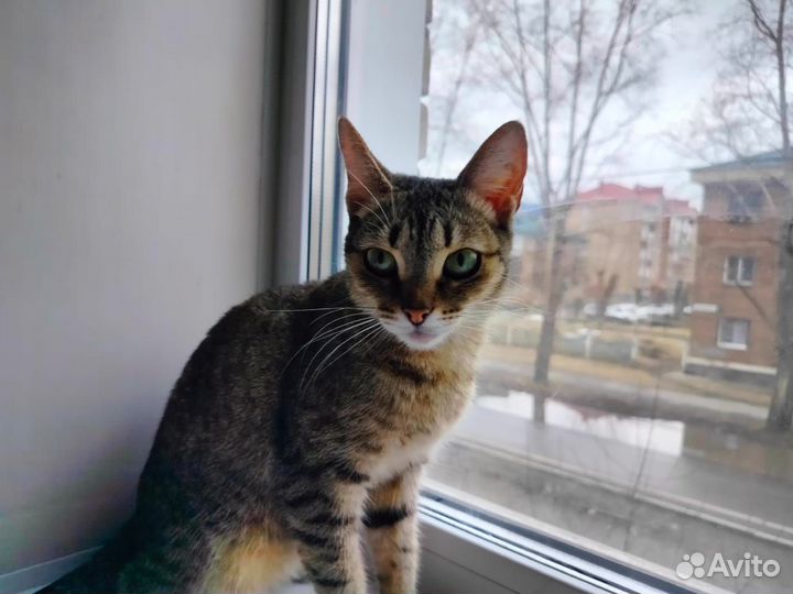 Боня. Трусливая красотка. Стерилизована