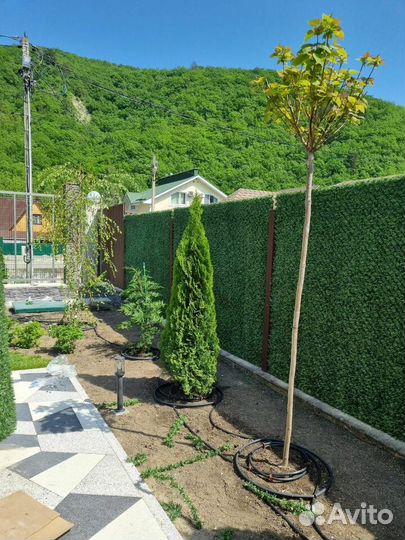 Зеленый забор, изгородь