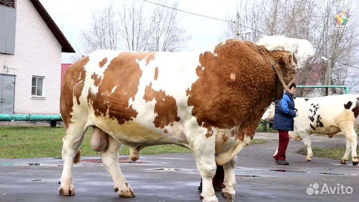 Сперма быков производителей