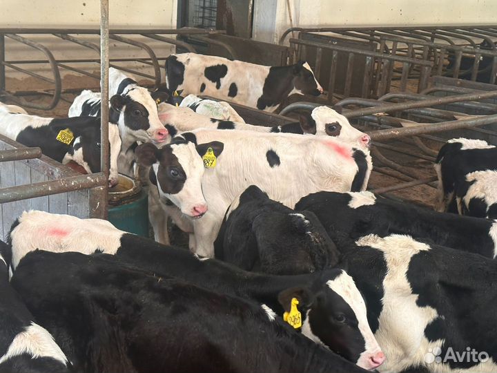 Бычки мясного направление бесплатная доставка