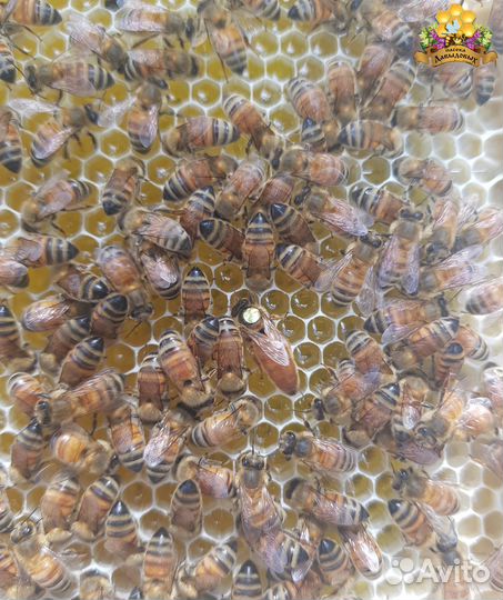 Бакфаст в наличии