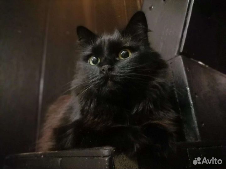 Кошка, 2 года