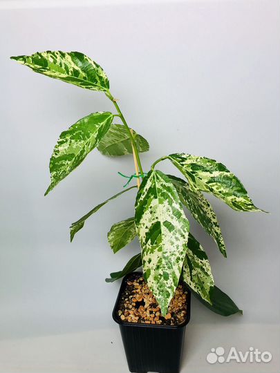 Фикус Эректа вариегатный