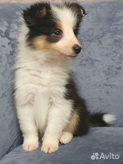 Щенки шелти