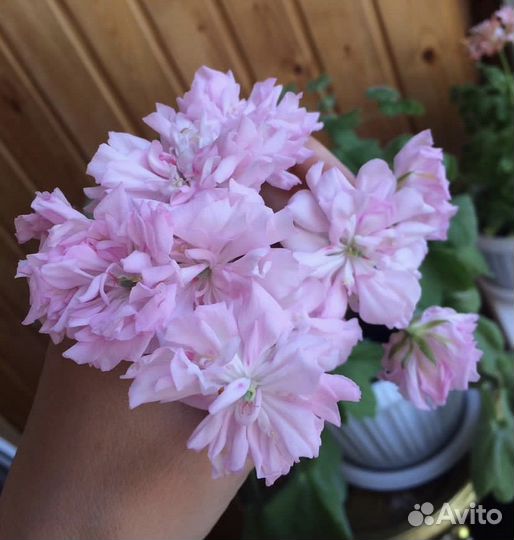 Сортовые пеларгонии