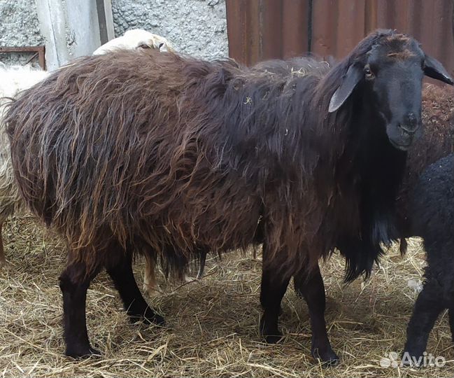 Баран на племя